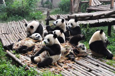 dev panda