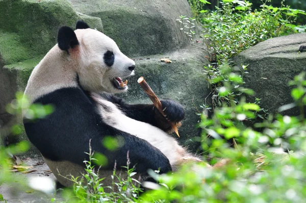 Domináns óriás Panda — Stock Fotó