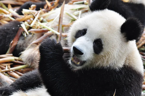 Óriás panda bambuszt eszik — Stock Fotó