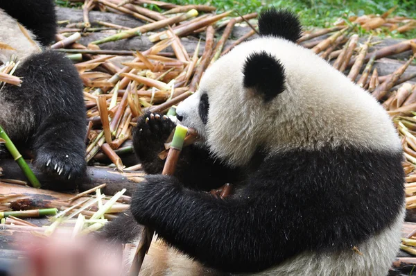 Crunchy Bamboo — Stock Photo, Image