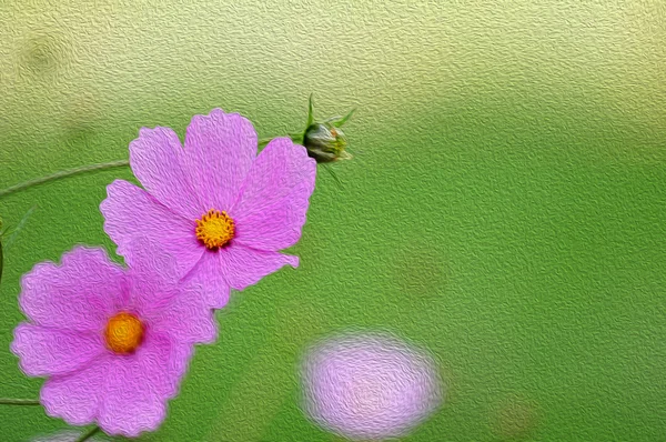 Cosmos flowers in the morning, digital oil painting — Stock Photo, Image