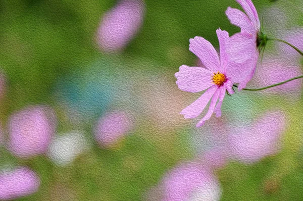 Kosmos blommor på morgonen, digital oljemålning — Stockfoto