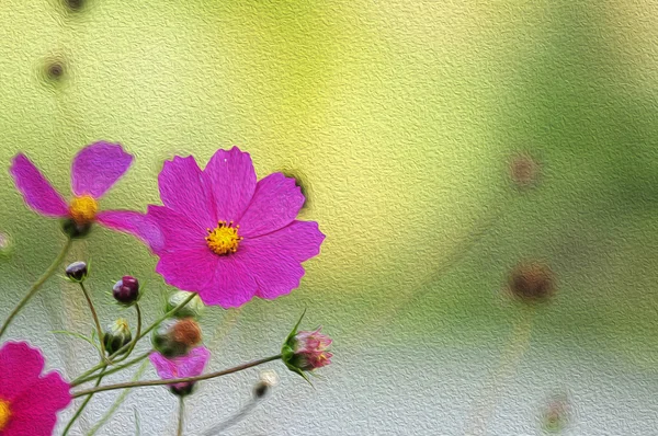 在早上，数字油画波斯菊花海 — 图库照片