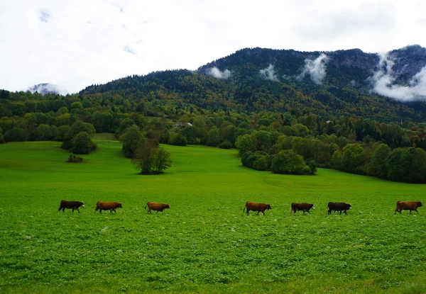 Fermă de vaci în Elveția — Fotografie, imagine de stoc
