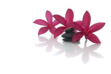 Frangipani çiçekleri, beyaz arkaplanlı zen kayalarını (seçici odak ve sığ DOF) düzenler..