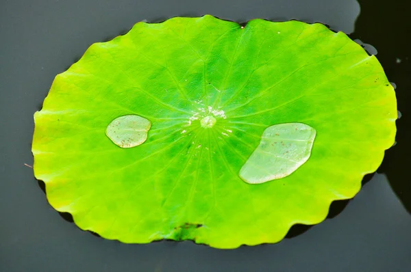 Pływające zielony liść z kropli wody na to. — Zdjęcie stockowe