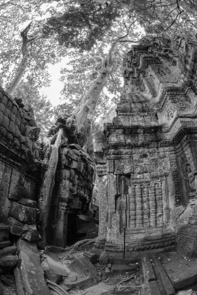 Чудове Чорно Біле Зображення Переповненого Храму Phrom Ангкор Томі Камбоджа — стокове фото