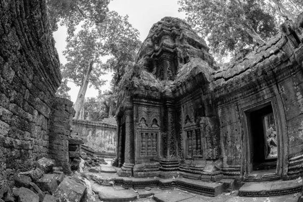 Piękny Czarno Biały Widok Zarośniętej Świątyni Phrom Angkor Thom Kambodża — Zdjęcie stockowe