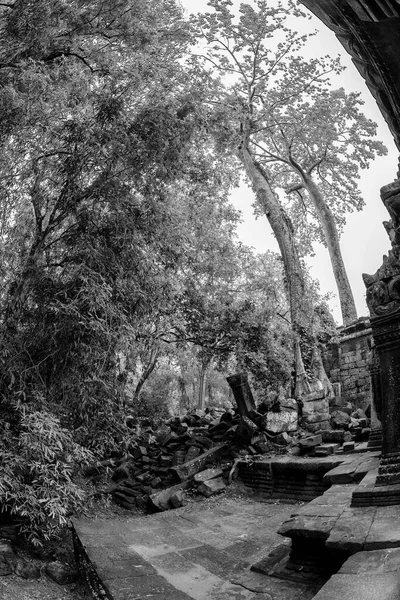 Vacker Svart Och Vit Utsikt Över Den Igenväxta Phrom Templet — Stockfoto