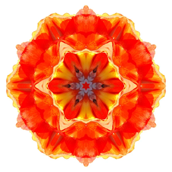 Mandala de fleurs — Photo