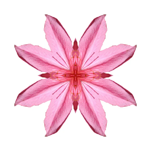 Rosafarbenes Blütenmandala — Stockfoto