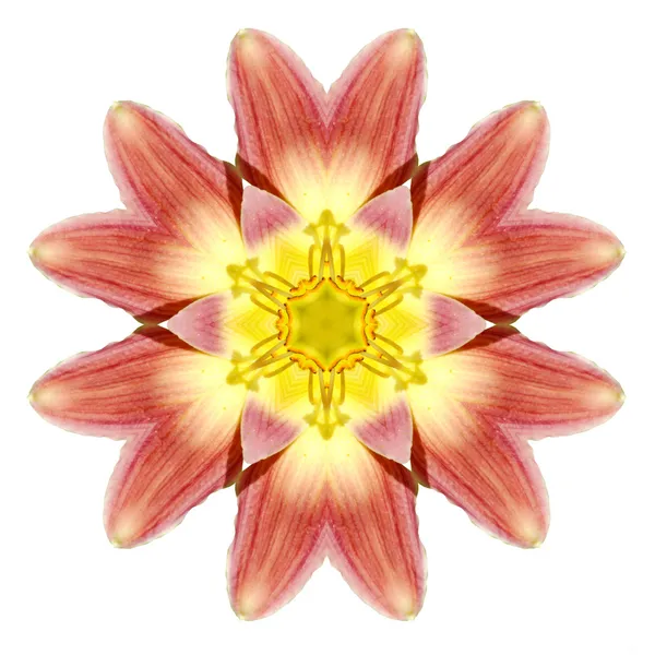 Blomma Mandala — Stockfoto