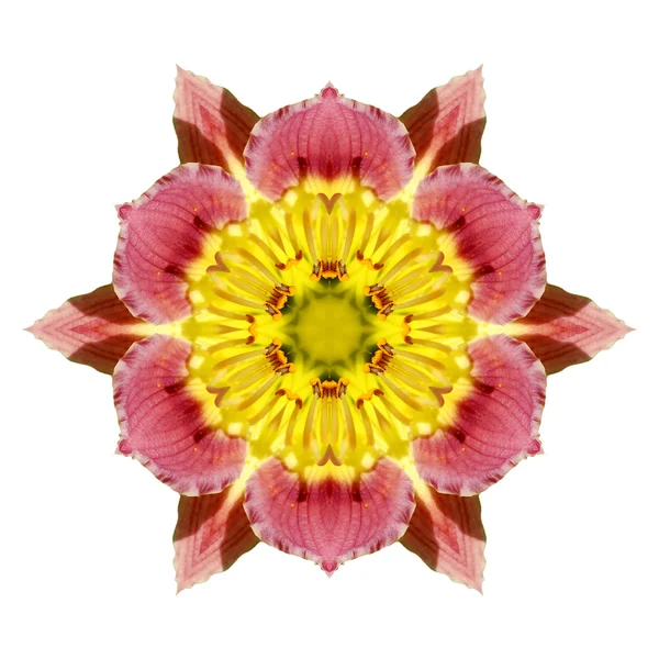 Квітка Мандала — стокове фото