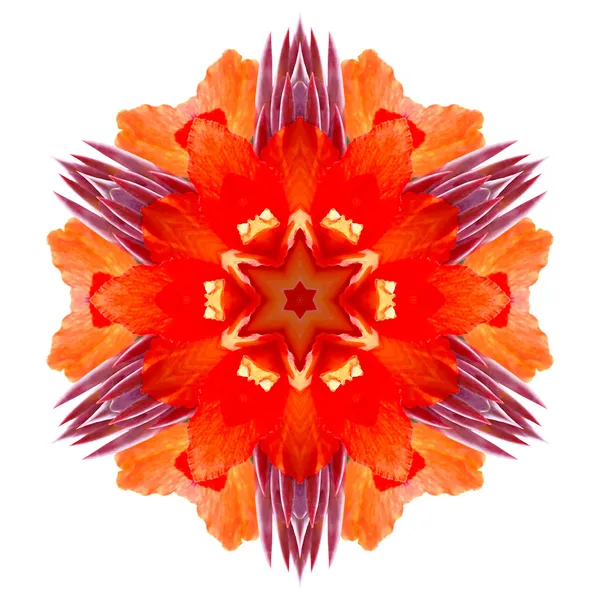 Mandala de flor — Foto de Stock