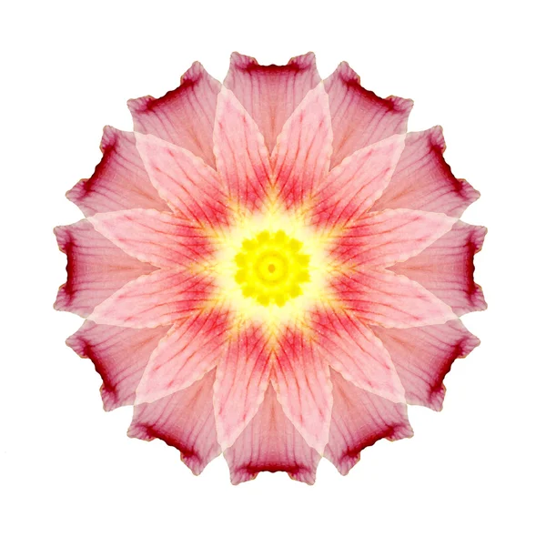 Flower mandala — Stock Photo, Image