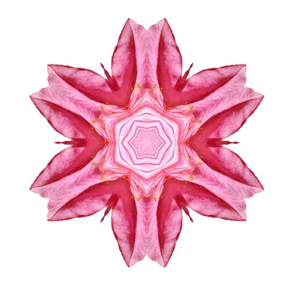 Flori Mandala — Fotografie, imagine de stoc
