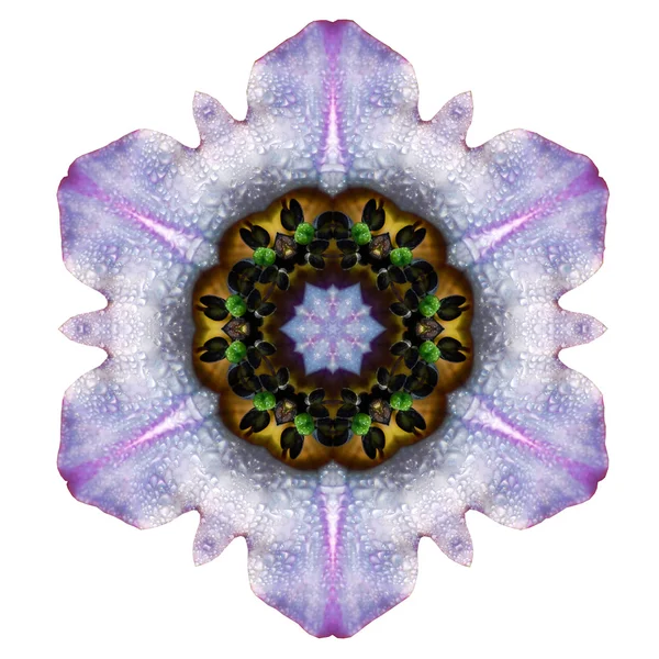Mandala de flor — Foto de Stock