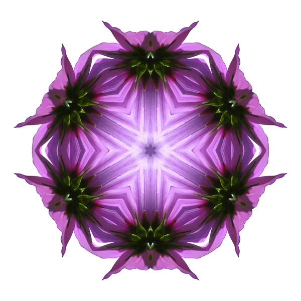 Flower mandala — Stock Photo, Image