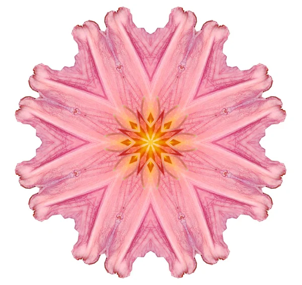 Kwiat Mandala — Zdjęcie stockowe