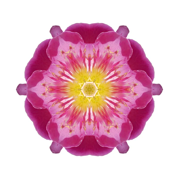 Flower mandala isolated on white background — Stock Photo, Image