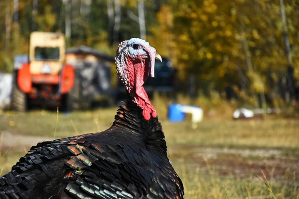 Image Organically Raise Farm Turkeys Strutting Farm Yard Autumn — Stock Photo, Image