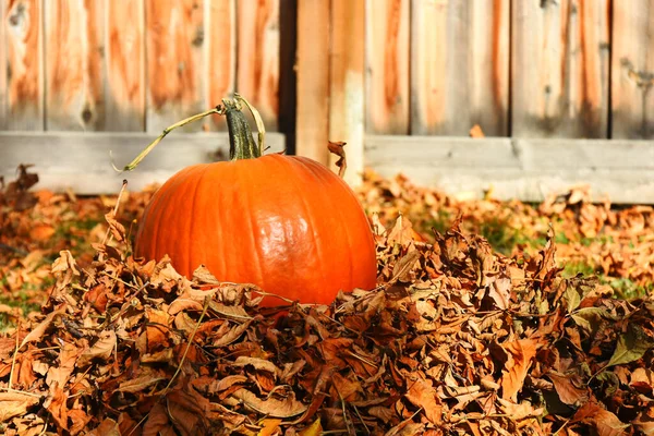 Une Image Une Seule Grande Citrouille Dans Tas Feuilles Automne — Photo