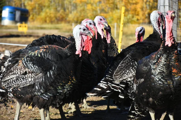 Group Grain Feed Organically Raise Turkeys Wondering Barnyard — Stock Photo, Image