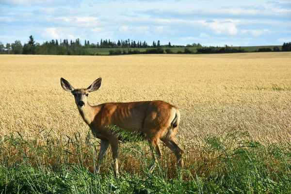 穀物畑の端を歩いている若い雌鹿の姿 — ストック写真