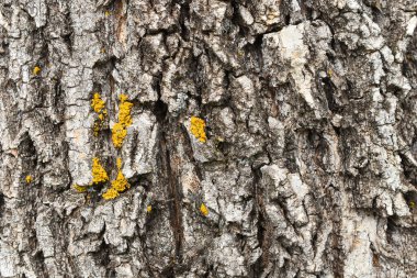 Üzerinde sarı mantarlar yetişen kalın ağaç kabuğunun soyut bir görüntüsü..