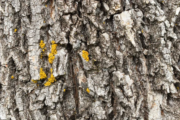 Üzerinde sarı mantarlar yetişen kalın ağaç kabuğunun soyut bir görüntüsü..