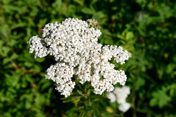 Close Image Cluster Small White Yarrow Flowers Used Herbal Medicine — Zdjęcie stockowe
