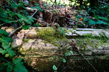 An image of an old decaying log covered in thick green moss. 