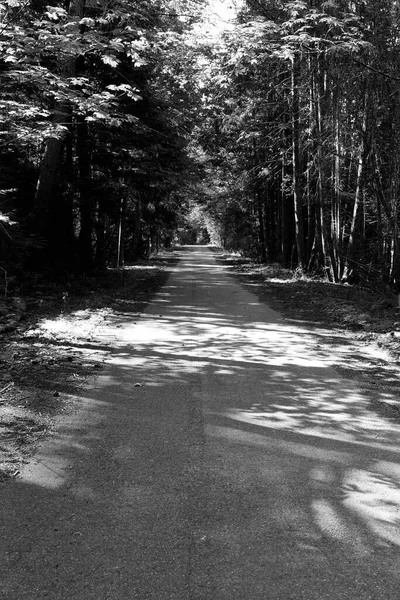 Black White Image Old Road Lined Very Tall Tree Which — 스톡 사진