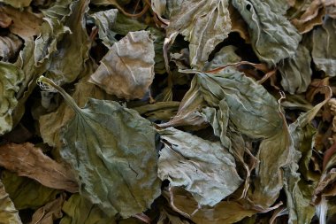 A top view image of dried plantain leaves used in herbal medicine. 