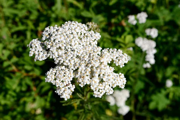 Close Image Tiny White Flowers Common Yarrow Plant — Zdjęcie stockowe