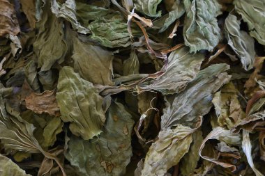 An abstract image of dried broadleaf plantain leaves in a heap. 