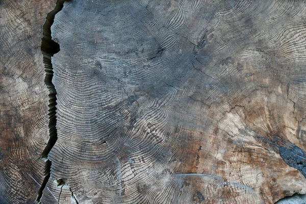 一个大的蜂蜜方解石晶体的图像 它栖息在靠近海洋的一块漂流木上 — 图库照片