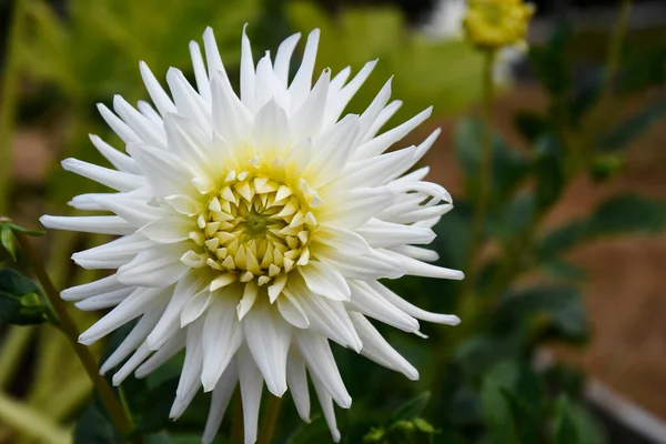 Close Image Single White Dahlia Flower Full Bloom — Stock Photo, Image