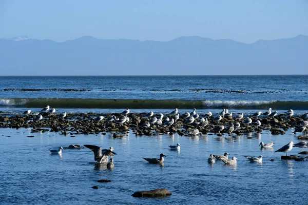 太平洋海岸上一群海鸥在游动的图像 — 图库照片