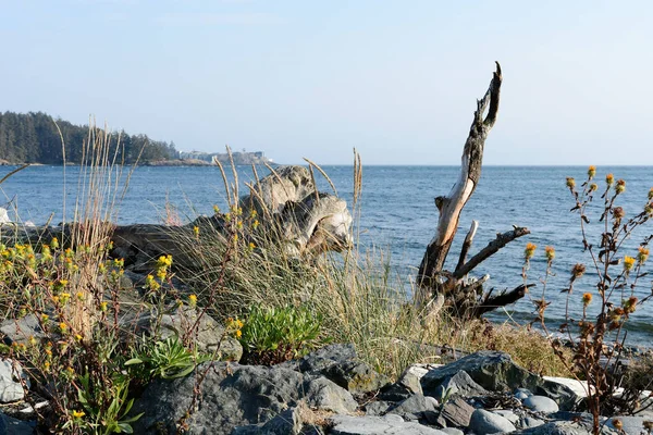 Ein Bild Mit Blick Auf Verwittertes Treibholz Und Raue Felsen — Stockfoto