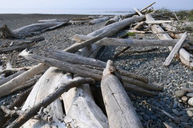 Pasifik Okyanusu 'nun kıyılarına vurulan yıpranmış eski ağaç parçalarının görüntüsü..