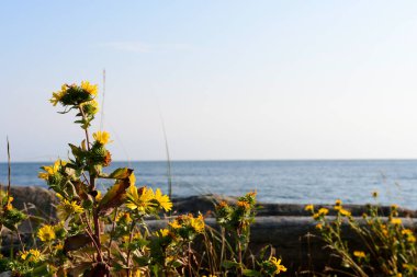 Pasifik Okyanusu 'nun kayalık kıyılarında büyüyen parlak sarı çiçeklerin bir görüntüsü..