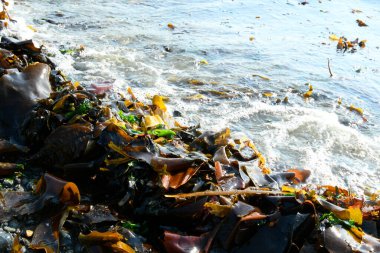 Kıyıya vuran büyük yosun yığınlarının görüntüsü.. 