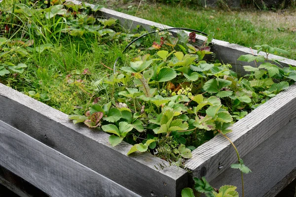 An image of a single homemade wooden planter box filled with strawberry plants.