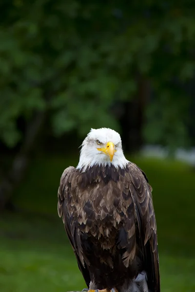 Águila marina de pie con fondo verde — Foto de Stock