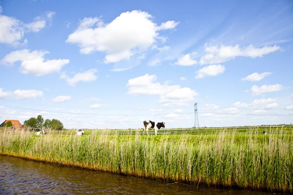 Holenderski pejzaż z trawy i krowa — Zdjęcie stockowe
