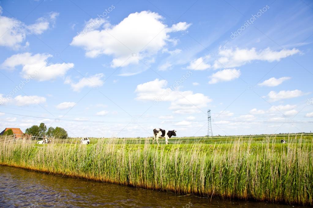 Dutch landscape with grass and cow