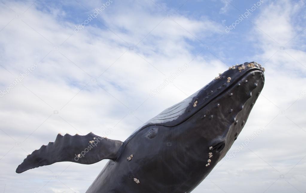 Humpback whale with blue sky