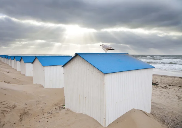 Holländische Häuschen am Strand mit Möwe in de koog texel, den Niederlanden — Stockfoto