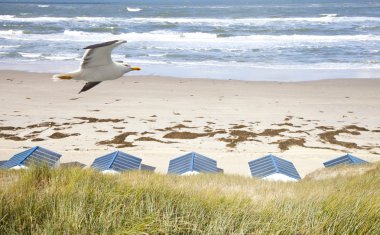 Hollandalı küçük martı içinde de koog texel, Hollanda ile plaj evler.